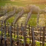 Vidus Wine Estate *