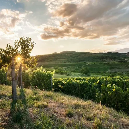 Vidus Wine Estate