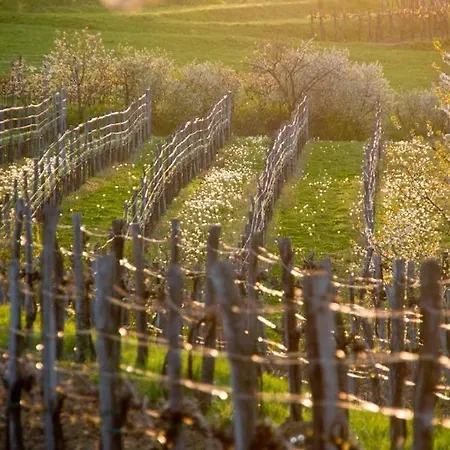 Vidus Wine Estate *