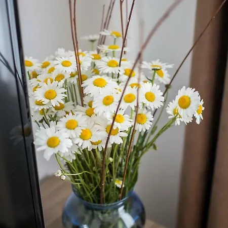 Apartma Vidus Wine Estate *