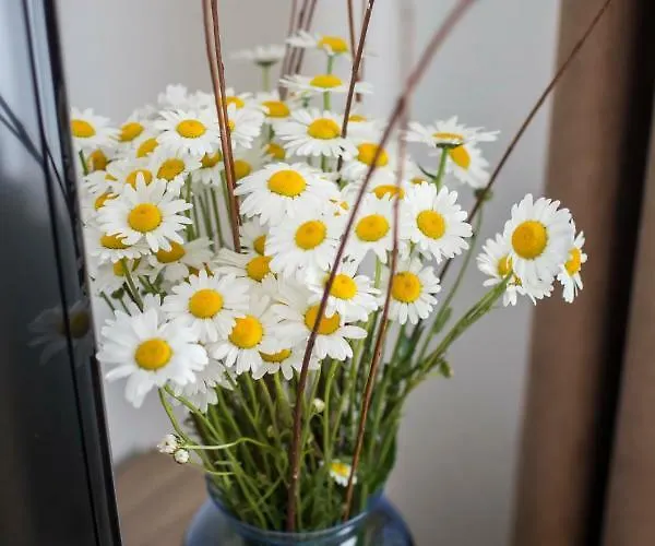 Apartamento Vidus Wine Estate *